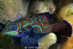Male mandarin fish. Yap. by Carlo Greco 
